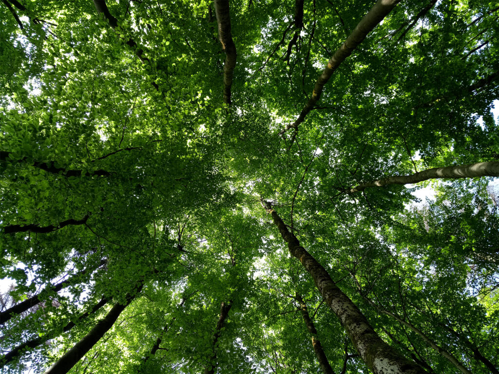 Header Aktuelles, Foto von Mischwald, lichtdurchflutete Baumkronen