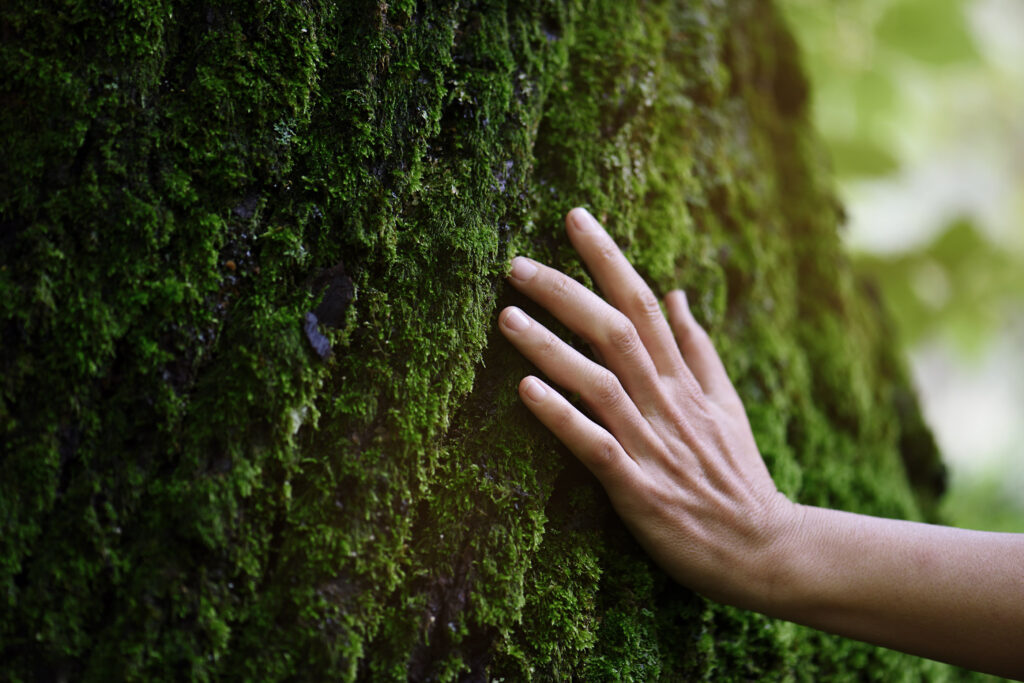 Header Mitglied werden, Hand streift Baum