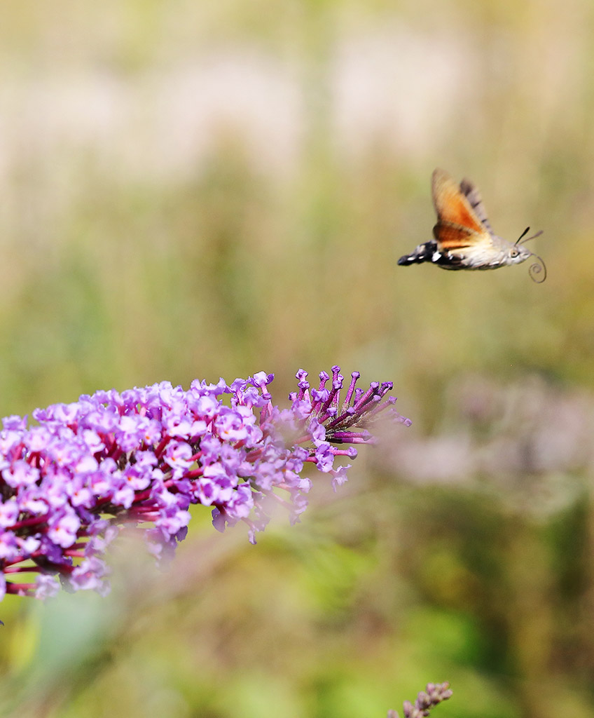 Biodiversität, Schmetterling in der Natur