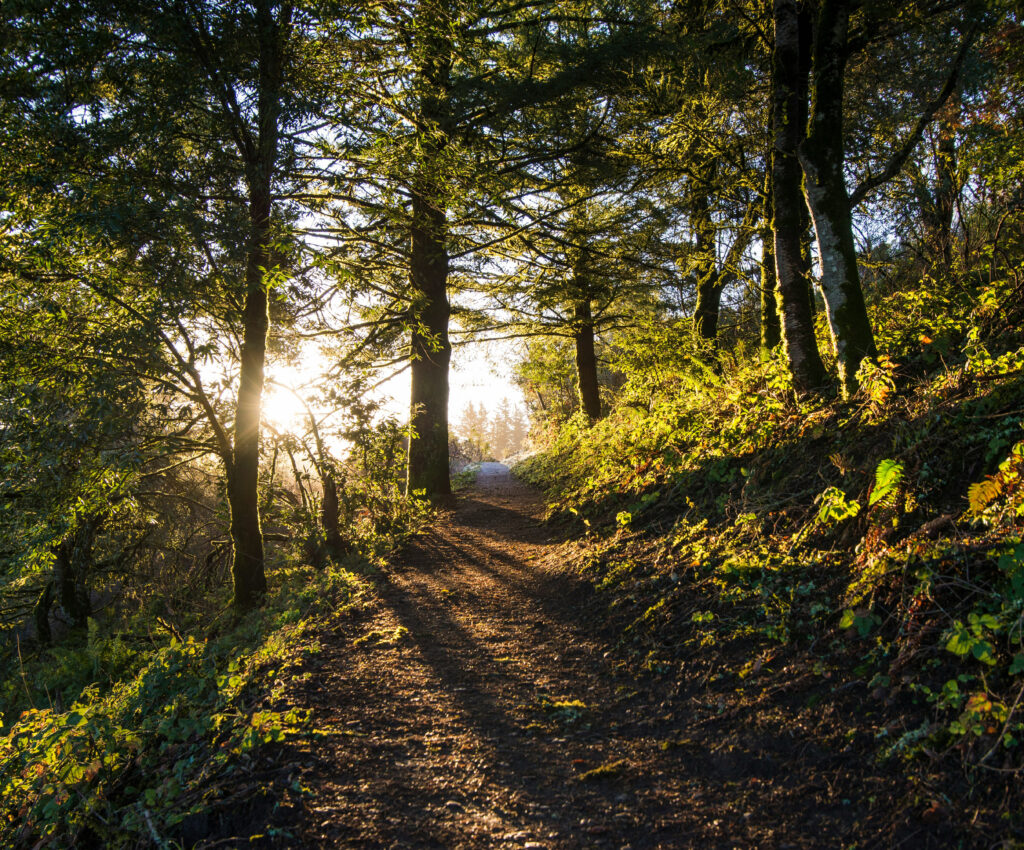 Ein Waldweg mit Sonnenschein am Ende des Weges (Licht am Ende des Weges), Foto: Ethan Dow, unsplash