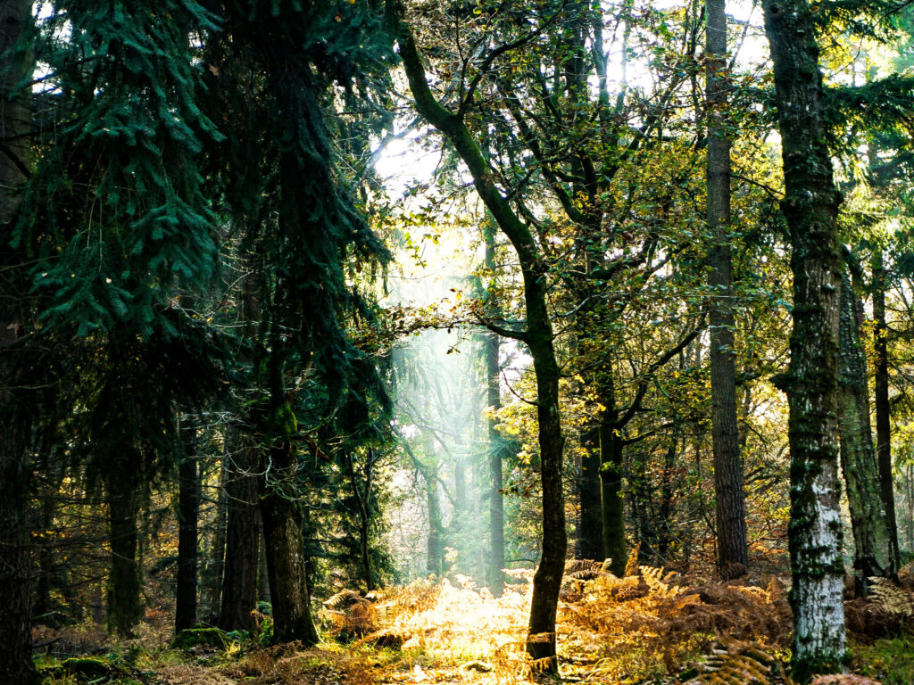 Foto: lichtdurchfluteter Mischwald